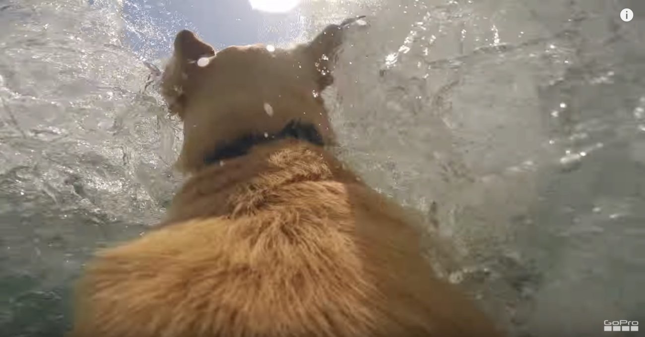 ラブラドールレトリーバー,動画