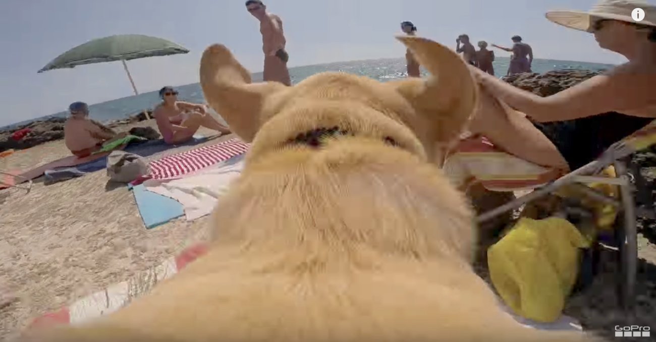 ラブラドールレトリーバー,動画