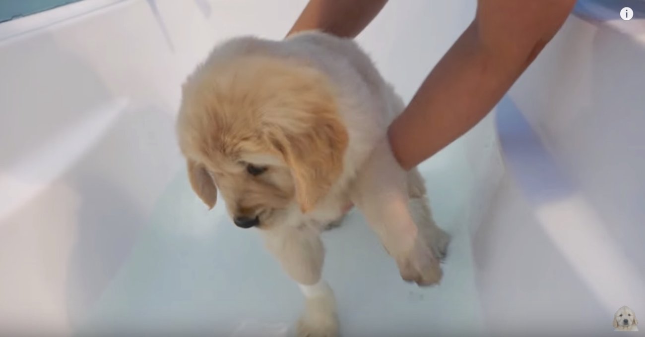 ゴールデンレトリーバー,動画