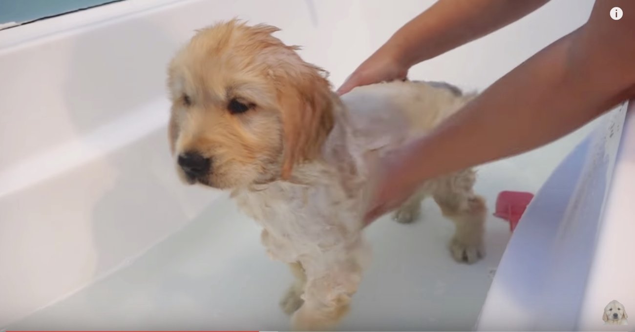 ゴールデンレトリーバー,動画