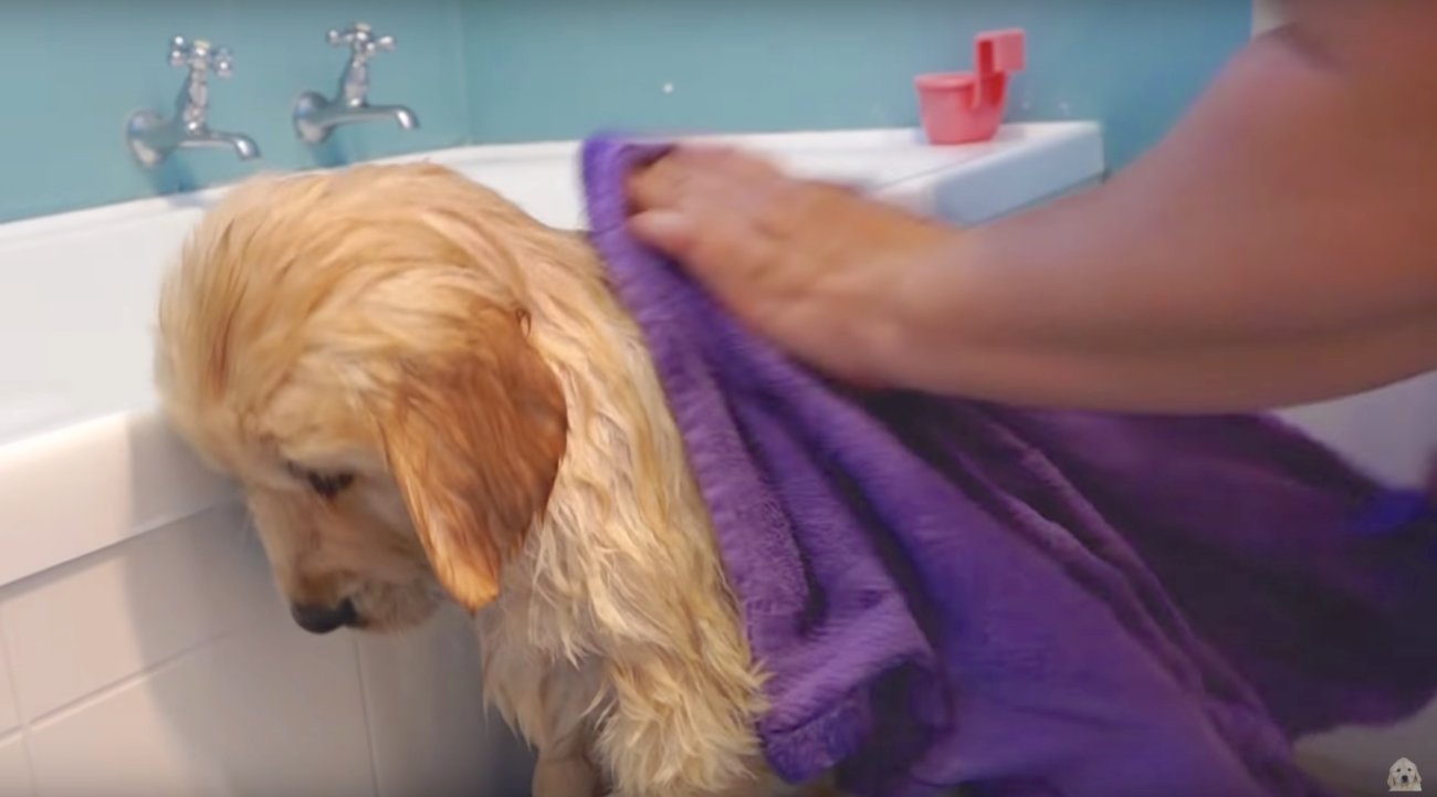 ゴールデンレトリーバー,動画