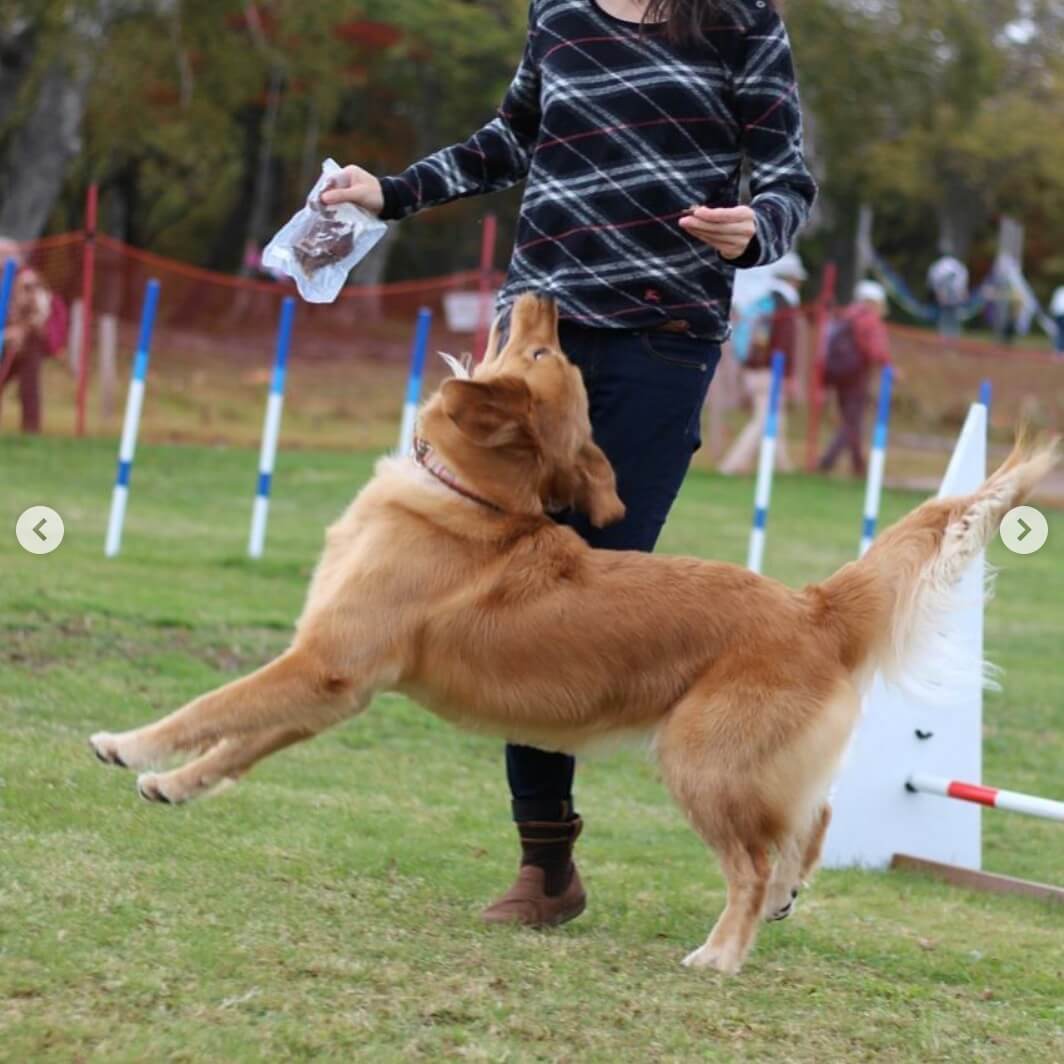 ゴールデンレトリーバー