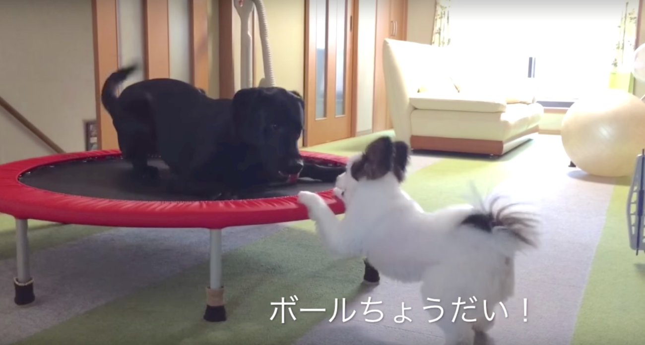 ラブラドールレトリーバー,動画