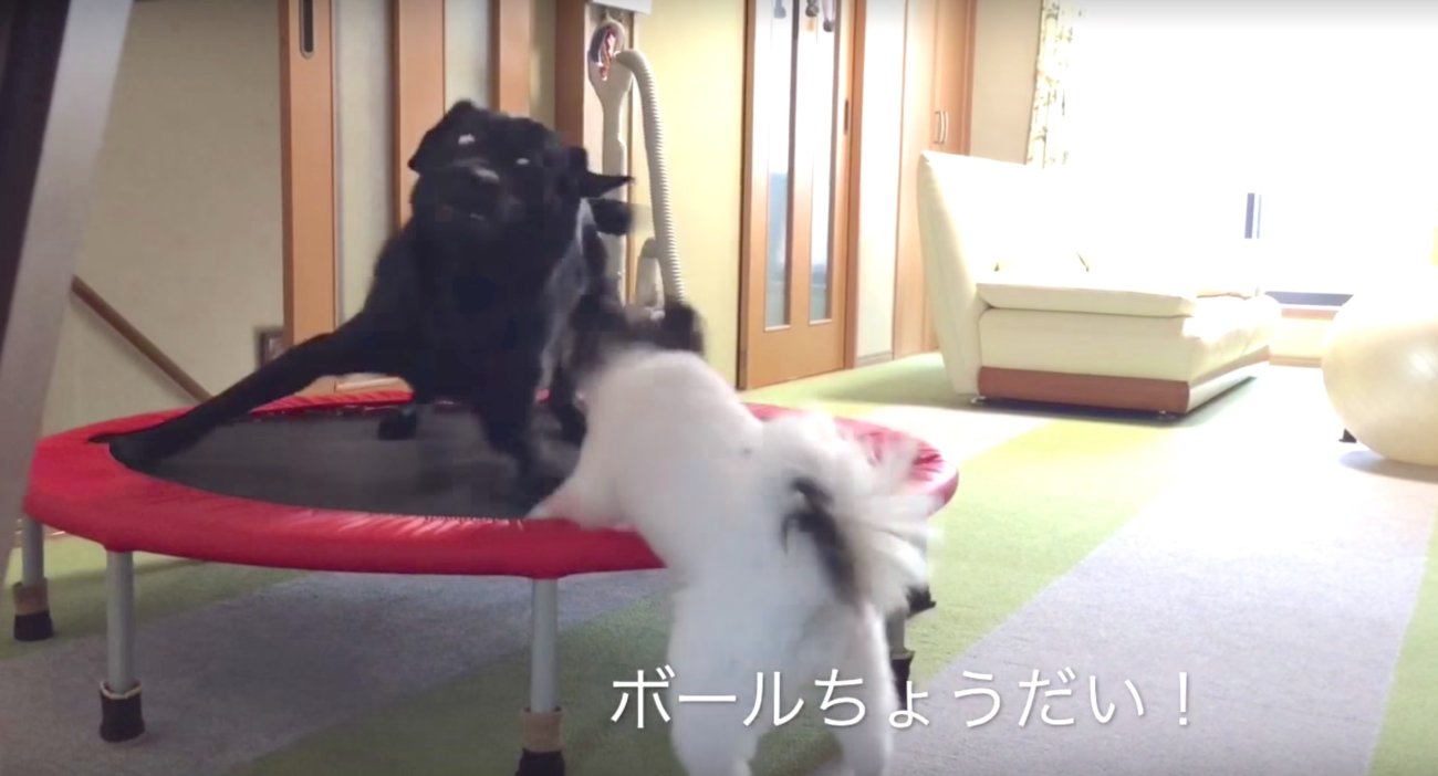 ラブラドールレトリーバー,動画