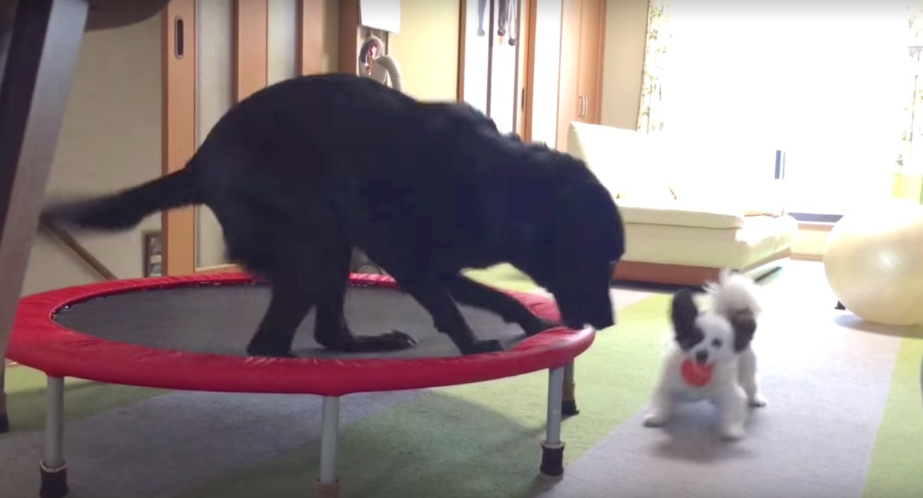 ラブラドールレトリーバー,動画