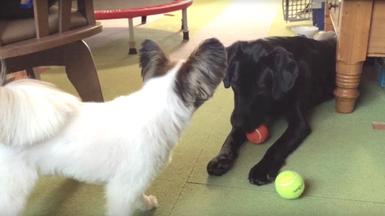 ラブラドールレトリーバー,動画