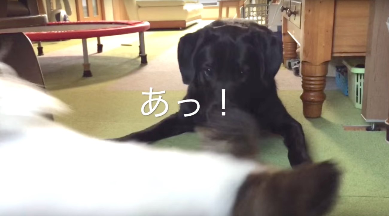 ラブラドールレトリーバー,動画