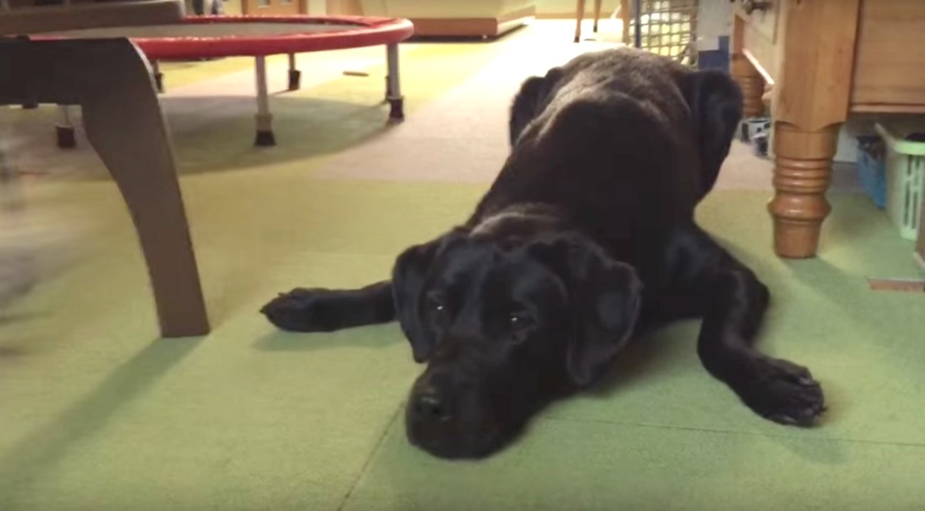 ラブラドールレトリーバー,動画