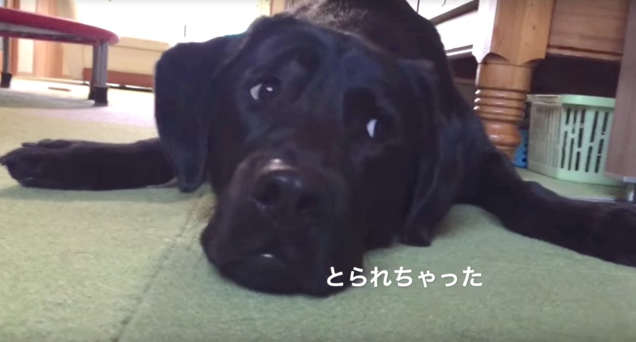 ラブラドールレトリーバー,動画