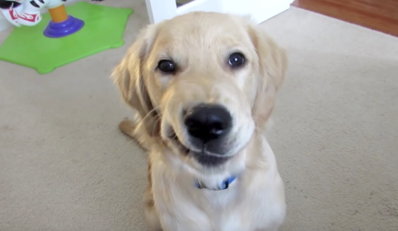 ラブラドールレトリーバー,動画