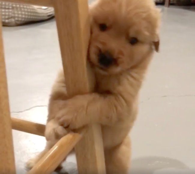 ゴールデンレトリーバー,動画