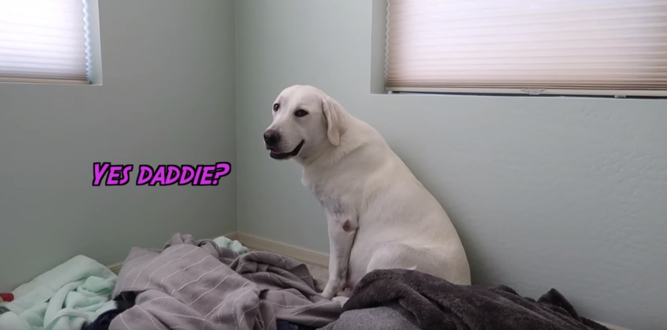 ラブラドールレトリーバー,動画