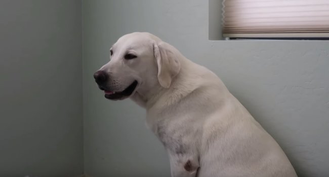 ラブラドールレトリーバー,動画