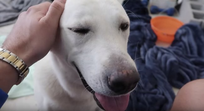 ラブラドールレトリーバー,動画