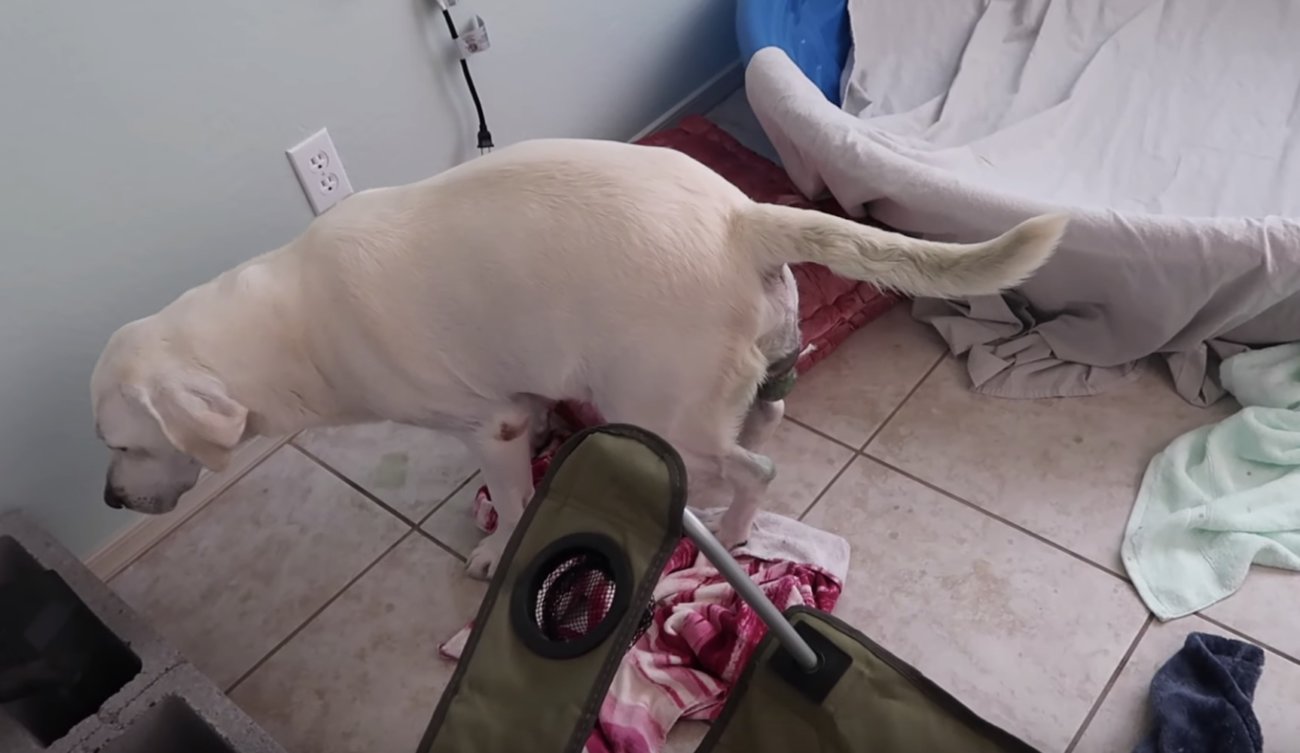 ラブラドールレトリーバー,動画