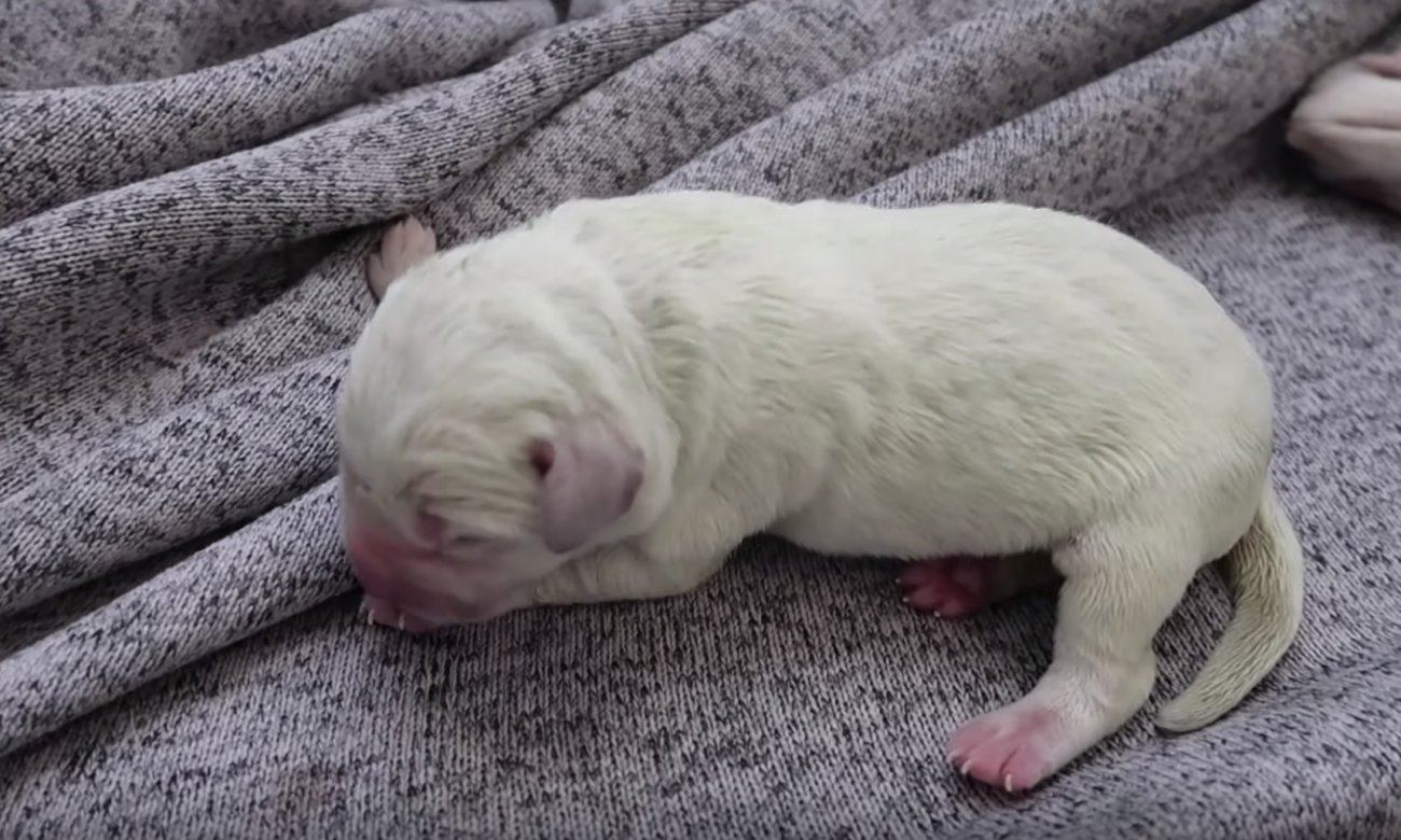 ラブラドールレトリーバー,動画