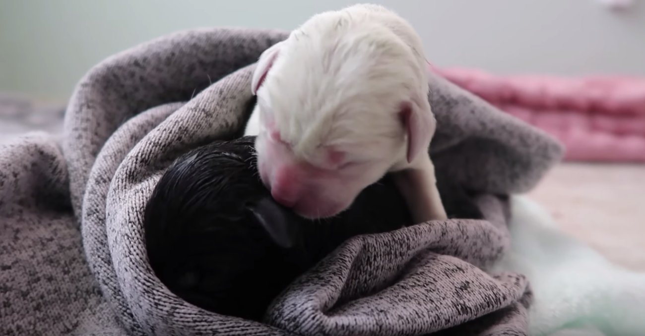 ラブラドールレトリーバー,動画