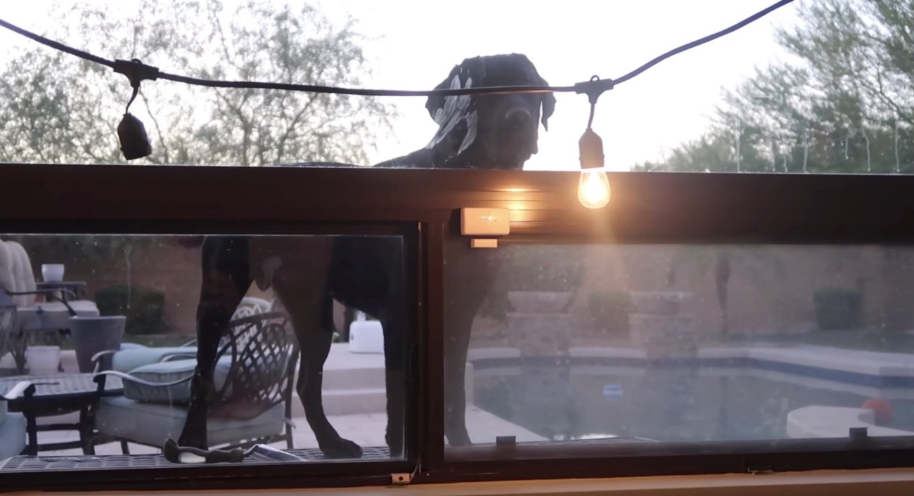 ラブラドールレトリーバー,動画