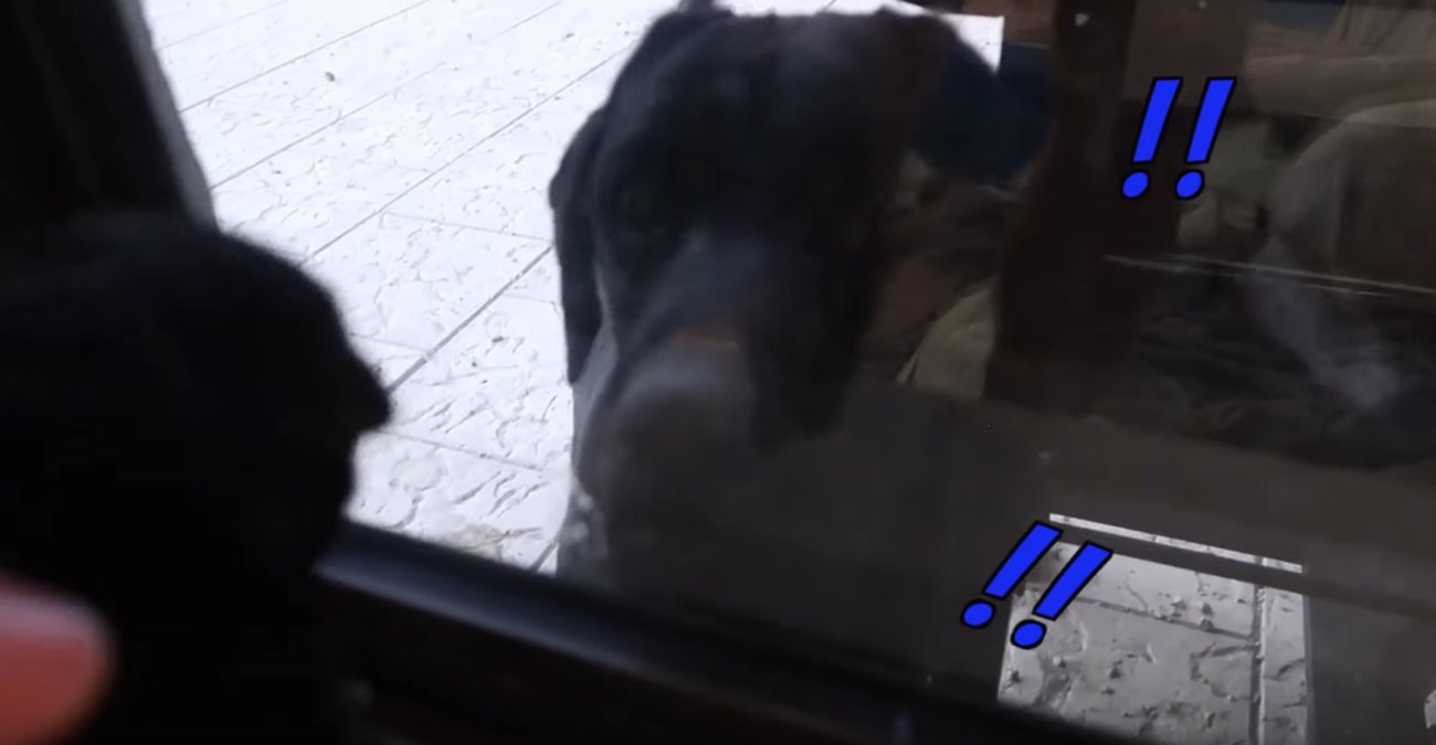 ラブラドールレトリーバー,動画