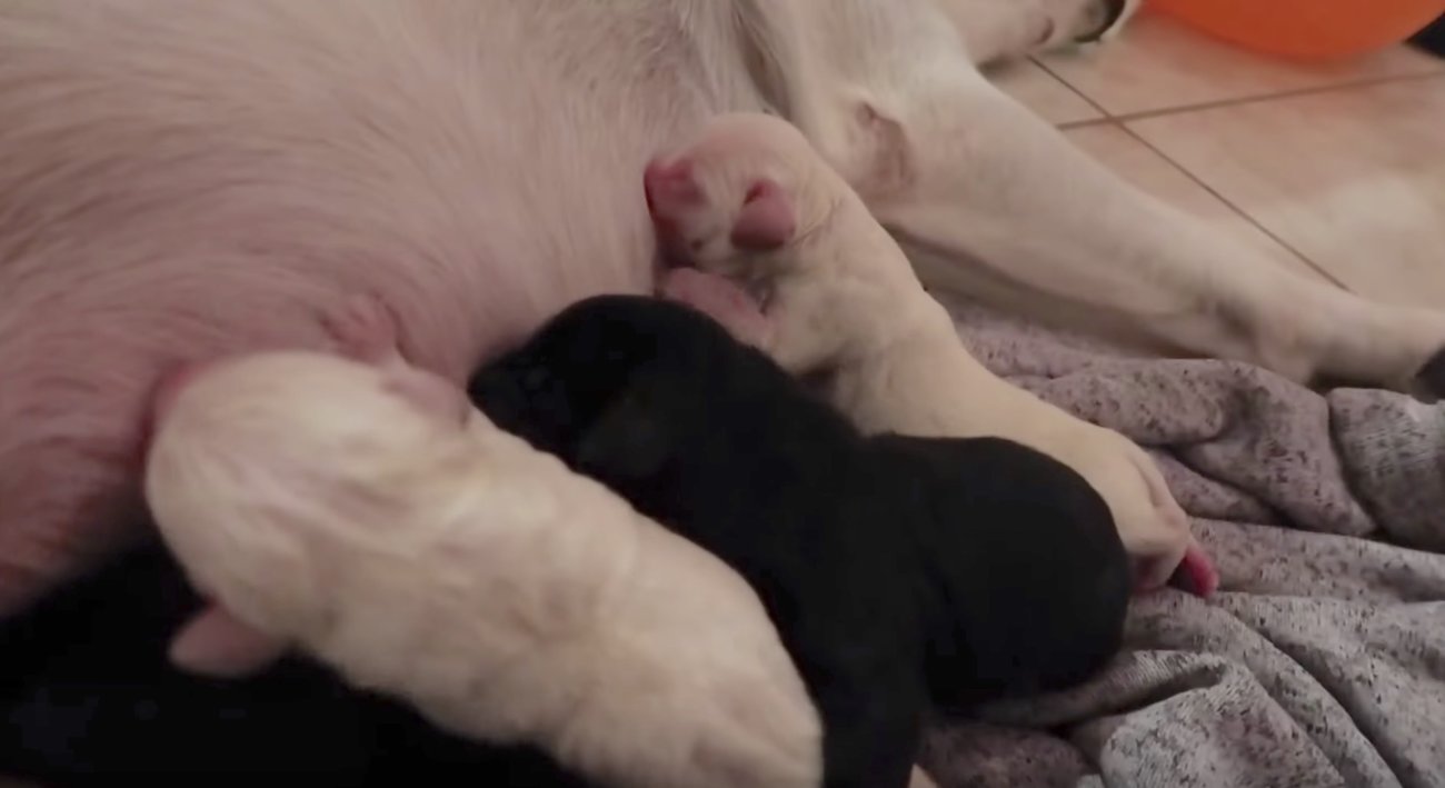 ラブラドールレトリーバー,動画