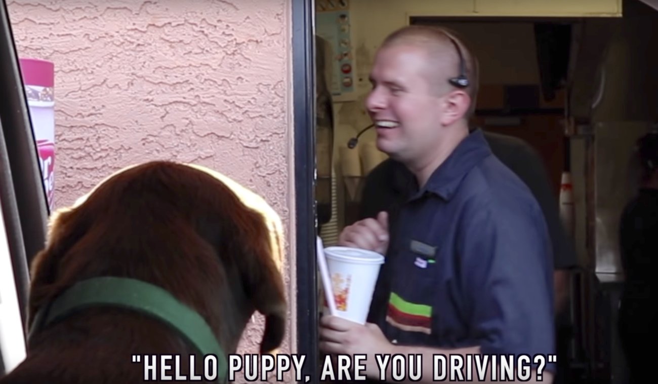 ラブラドールレトリーバー,動画