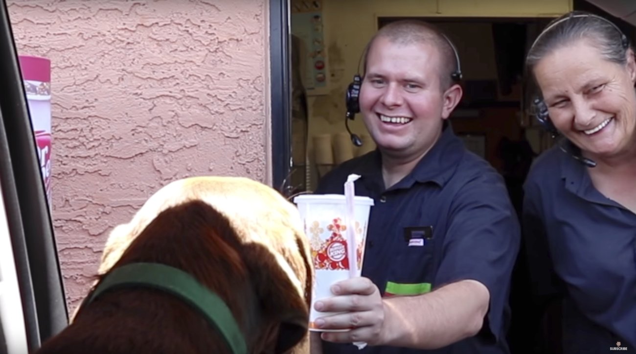 ラブラドールレトリーバー,動画