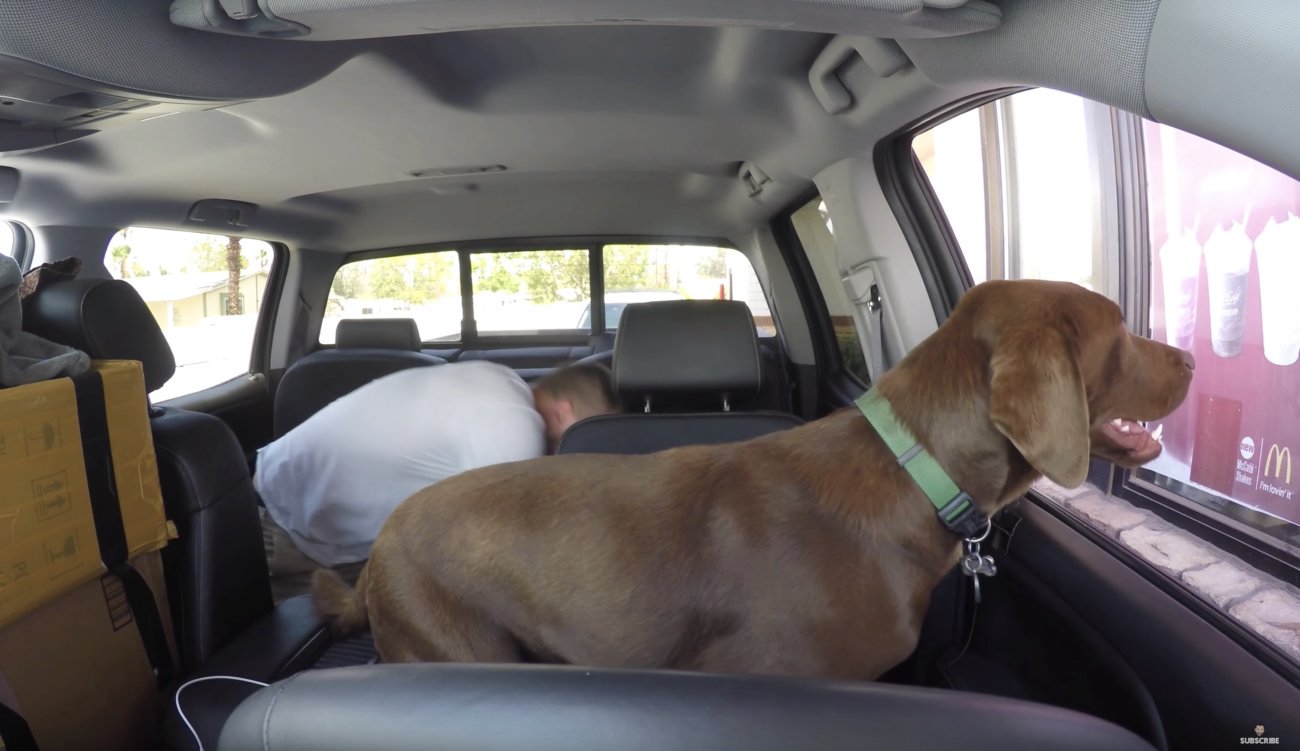 ラブラドールレトリーバー,動画