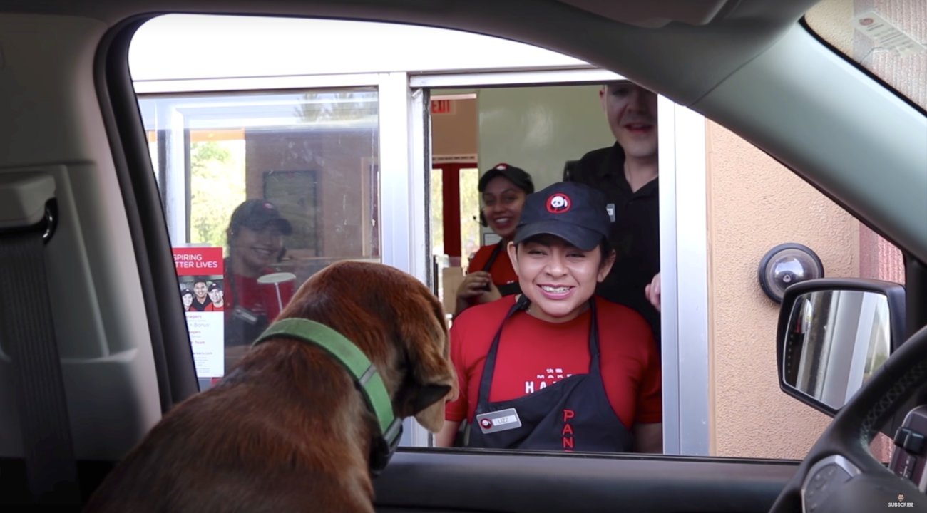 ラブラドールレトリーバー,動画