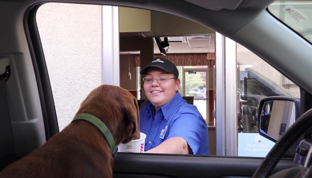 ラブラドールレトリーバー,動画