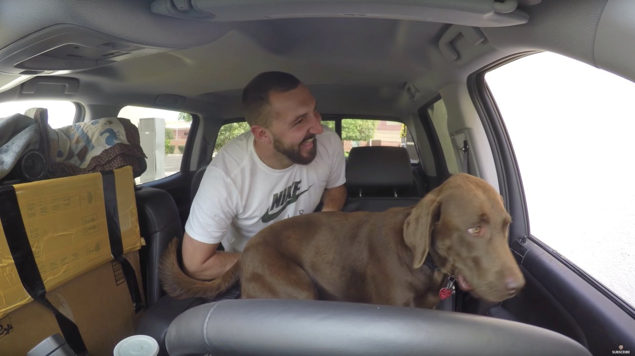 ラブラドールレトリーバー,動画