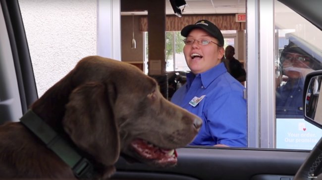 ラブラドールレトリーバー,動画