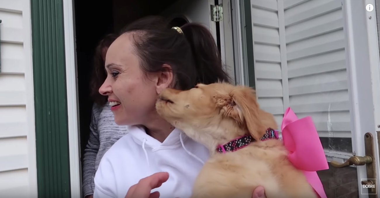 ゴールデンレトリーバー,動画