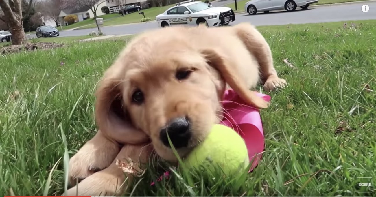 ゴールデンレトリーバー,動画