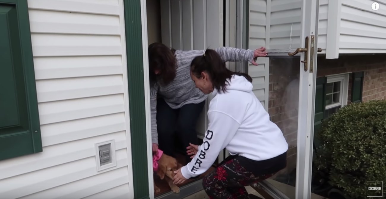 ゴールデンレトリーバー,動画