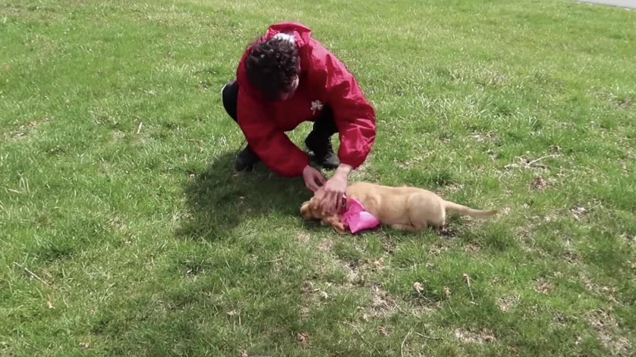 ゴールデンレトリーバー,動画