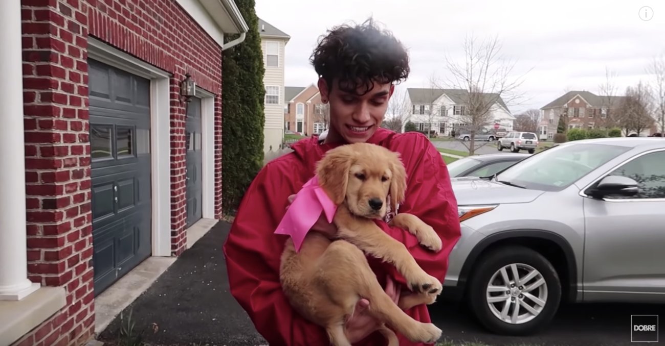 ゴールデンレトリーバー,動画