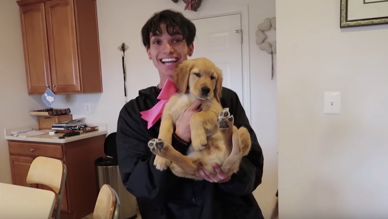 ゴールデンレトリーバー,動画