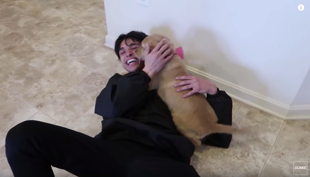 ゴールデンレトリーバー,動画