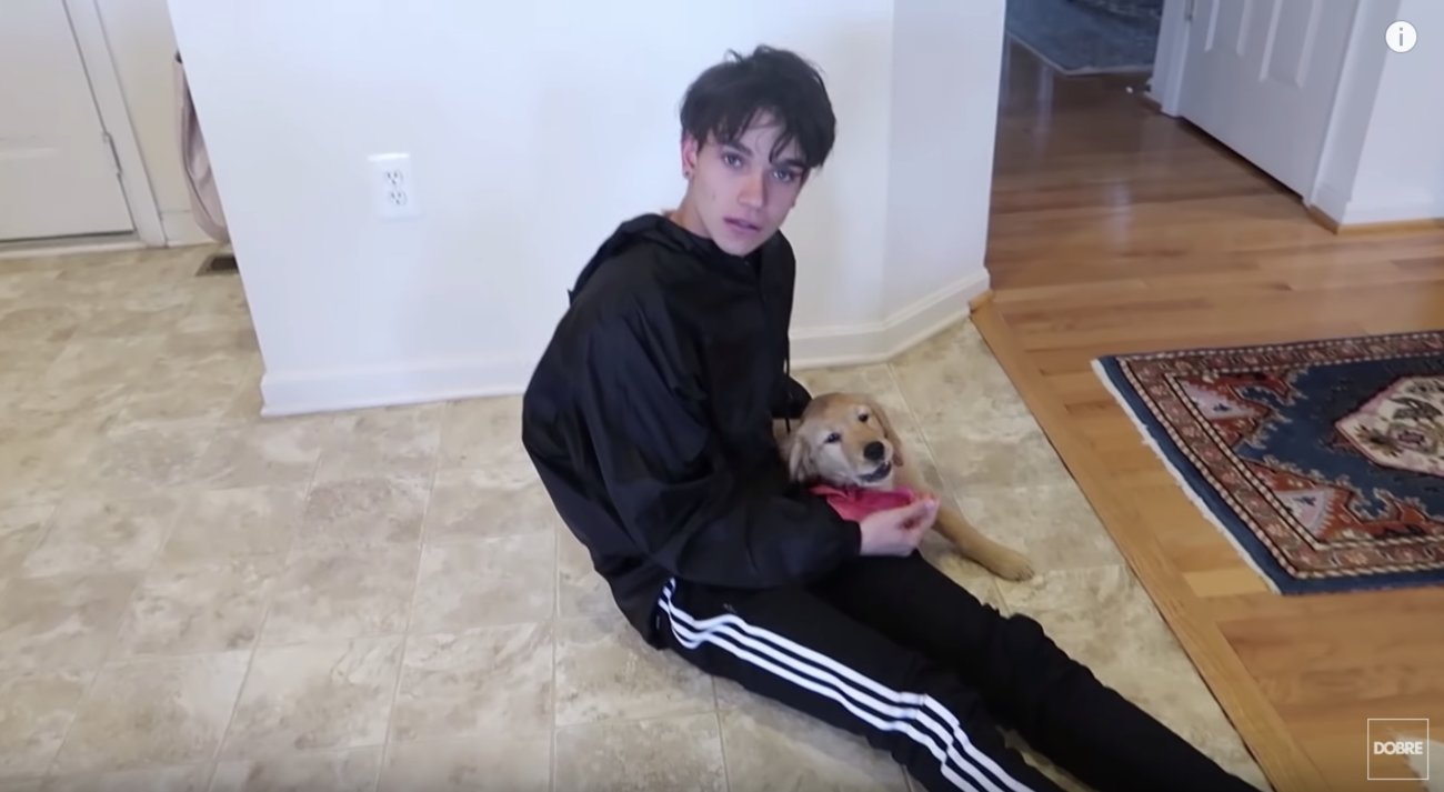 ゴールデンレトリーバー,動画