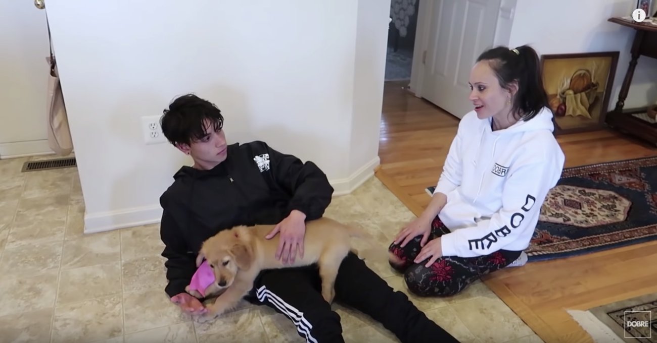 ゴールデンレトリーバー,動画