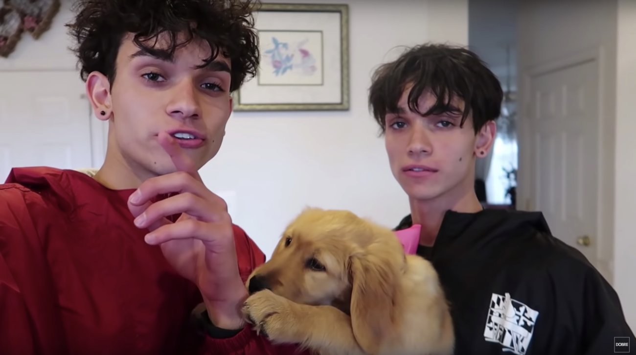 ゴールデンレトリーバー,動画