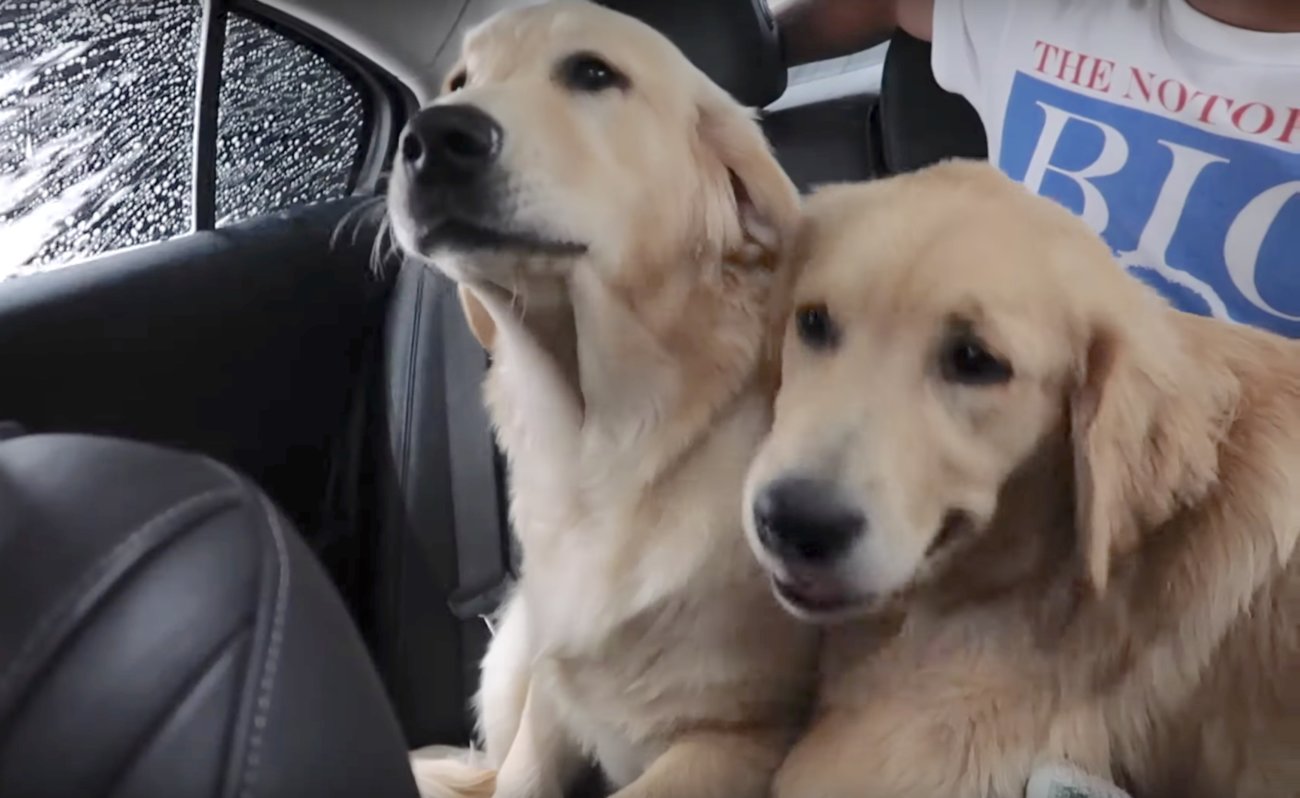 ゴールデンレトリーバー,動画