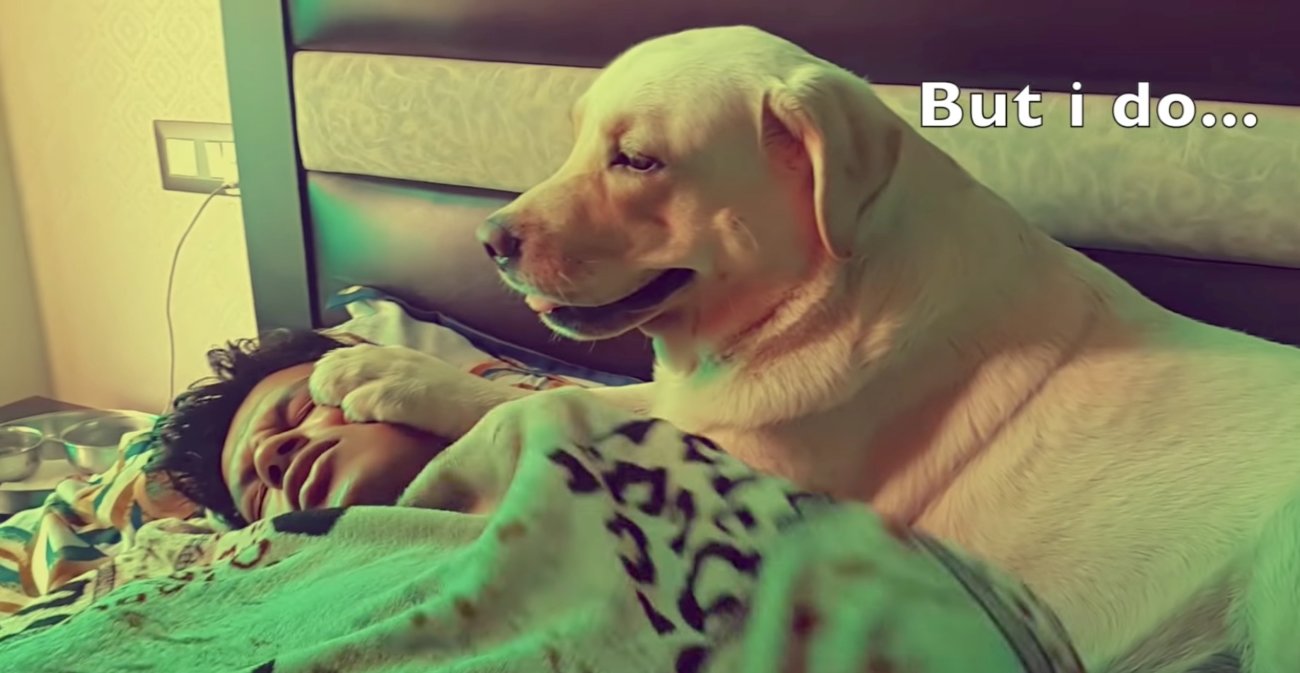 ラブラドールレトリーバー,動画