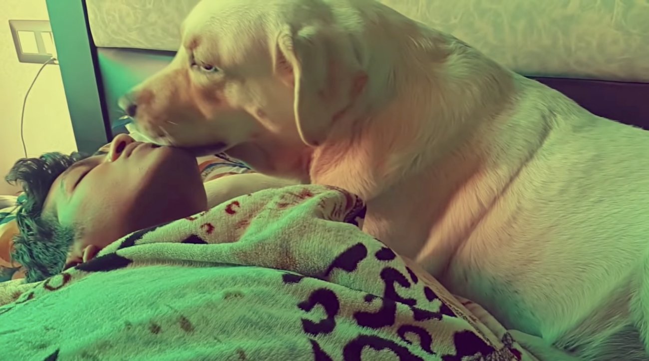 ラブラドールレトリーバー,動画