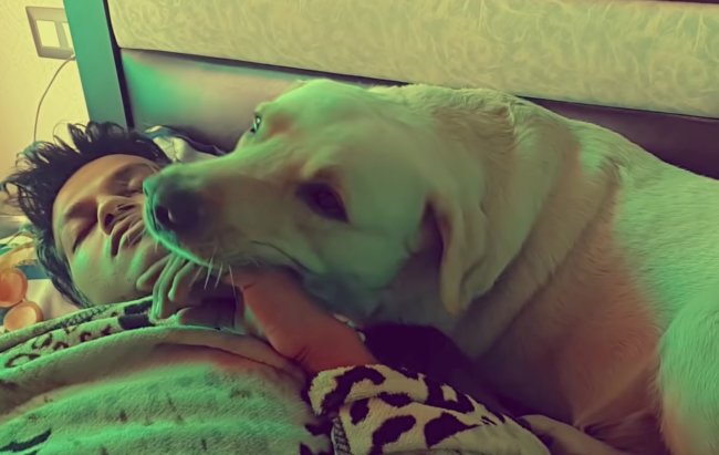 ラブラドールレトリーバー,動画