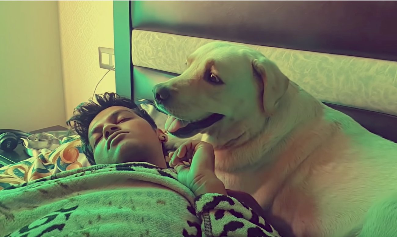 ラブラドールレトリーバー,動画