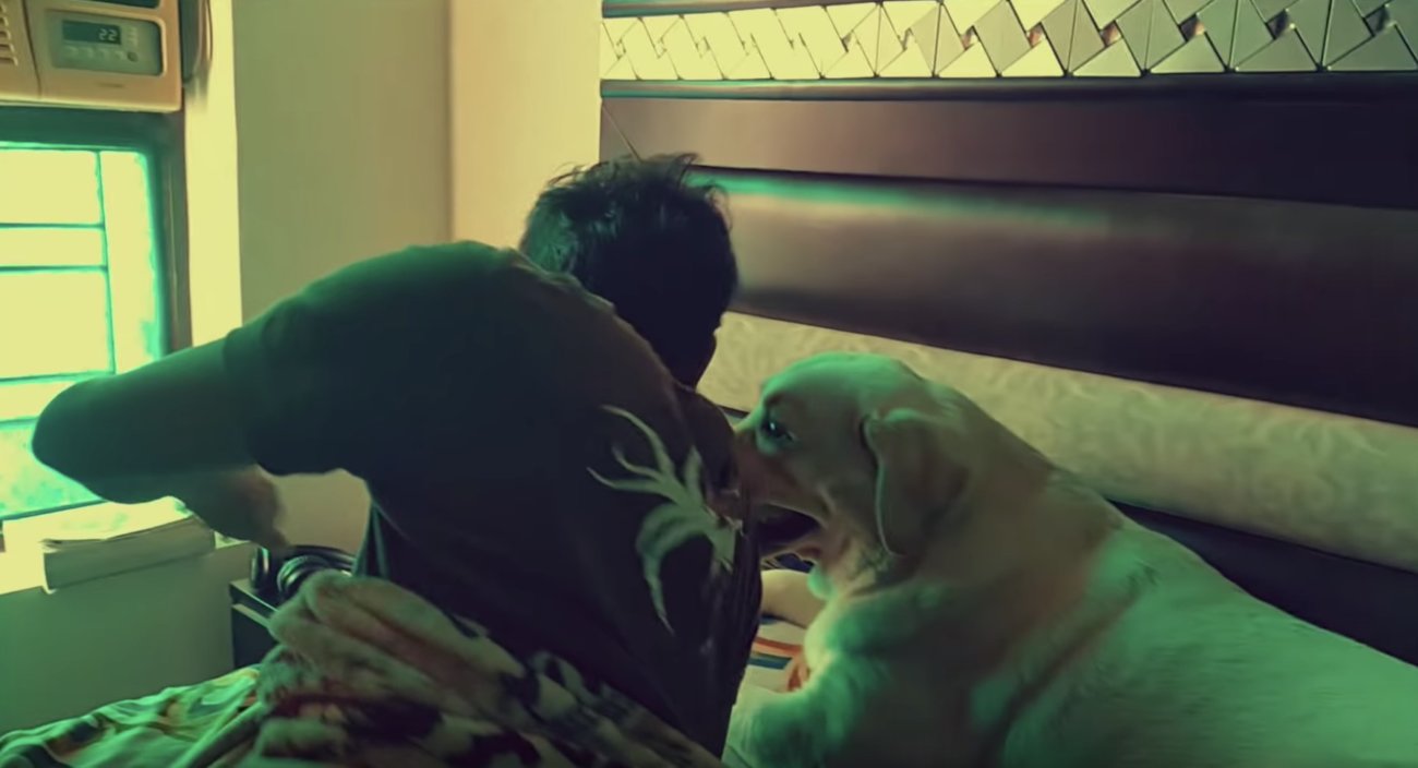 ラブラドールレトリーバー,動画