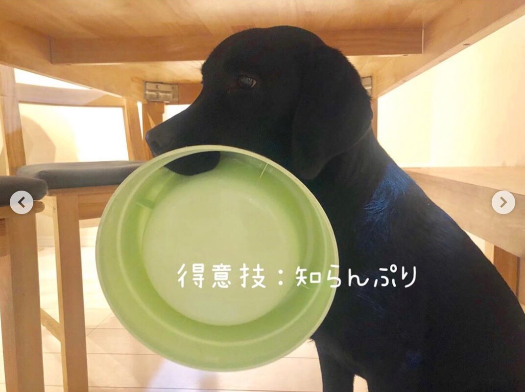 ラブラドールレトリーバー