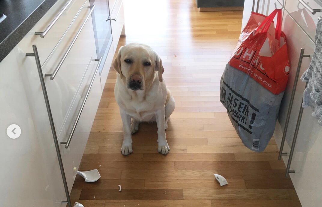 ラブラドールレトリーバー