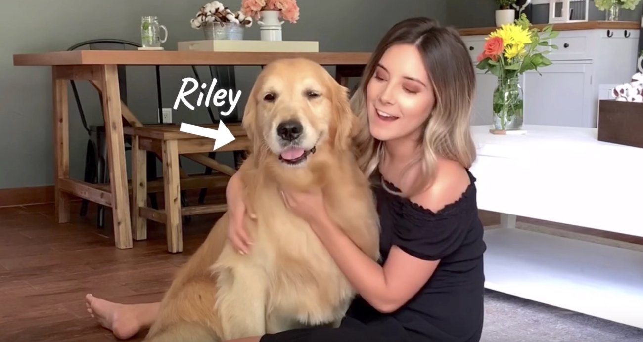 ゴールデンレトリーバー,動画